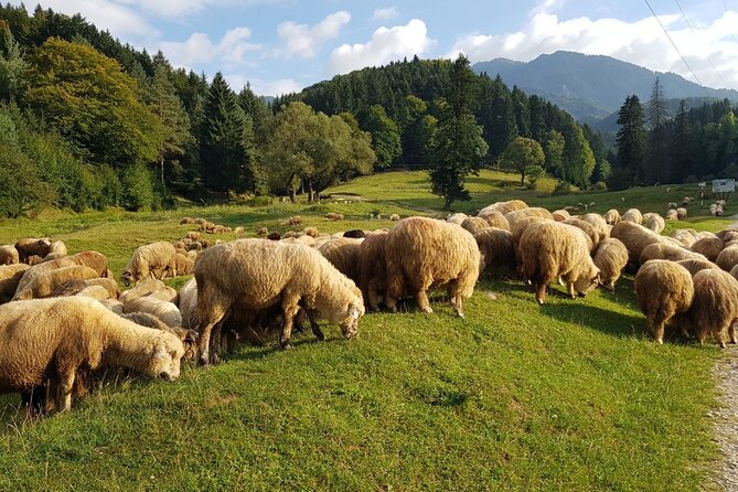 1-Day Bucovina Painted Monasteries tour from Suceava - English - Stop 3 Moldovita Monastery: a fortress church with 5-meter towers