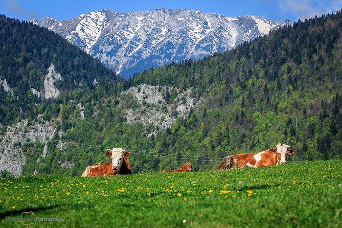 3-Day Tour from Bucharest: Transylvania Villages and Medieval Towns - Value check: is $776.71 per person a smart deal?