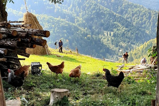 4x4 Driving Experience at Flying Altitudes - 7 Days - Day 6: Sinca Veche monastery, Barsa Land, and Poiana Brașov views