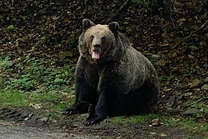 Adventure trip to Transylvania in 3 days from Bucharest - Guides, safety, and the kind of attention you want in Romania