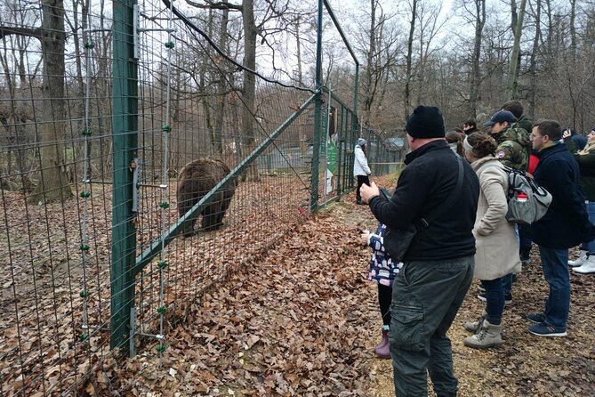 Bear Sanctuary and Bran Castle from Brasov - Why this Brasov combo makes sense