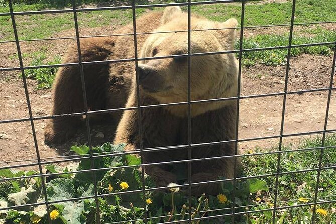 Bear Sanctuary and Bran Castle from Brasov - Price and value: what $63 covers and what you still pay