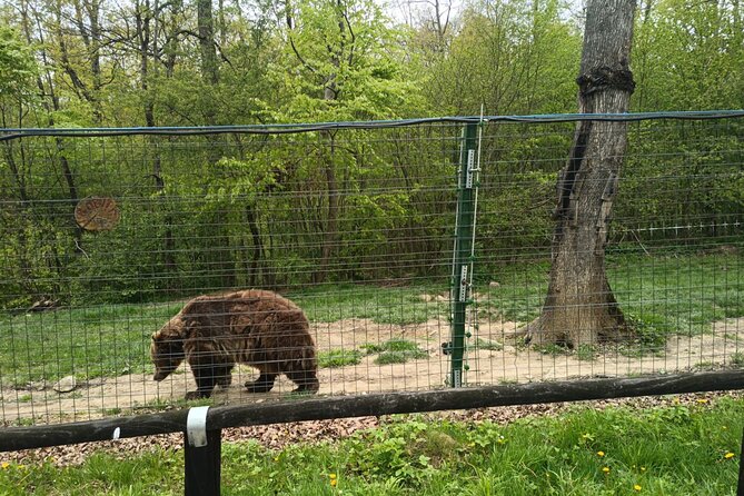 Bear Sanctuary and Bran Castle from Brasov - What you might spot at the sanctuary (besides bears)