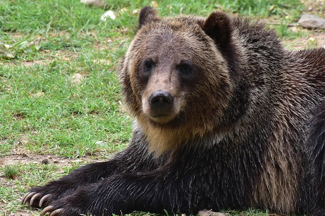 Bear Sanctuary and Dracula's Castle, 1-day Private Tour - The 6:30am Pickup That Makes Libearty Bear Sanctuary Feel Different