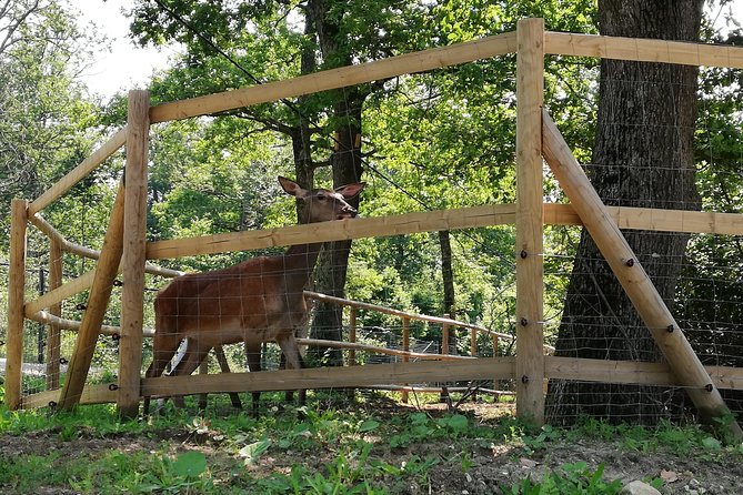 Bear Sanctuary and Dracula's Castle, 1-day Private Tour - What You Might See Beyond Bears