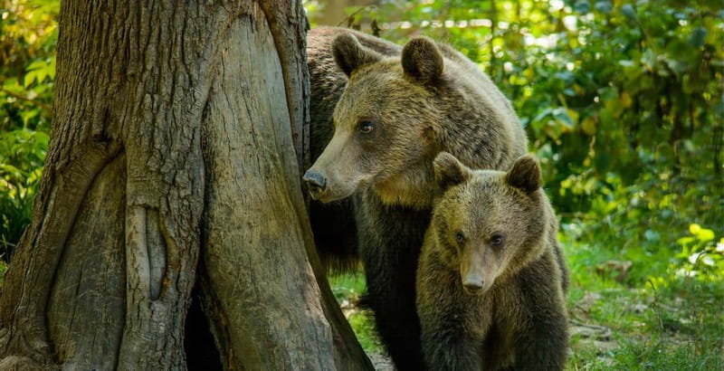 Bear Sanctuary, Dracula's Castle and Brasov | Private Tour - Key Highlights Worth Marking On Your Map