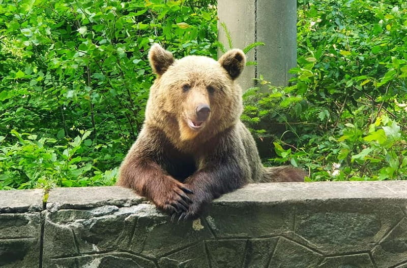 Bear Sanctuary, Dracula's Castle and Brasov | Private Tour - Why This One-Day Transylvania Route Works: Bear Sanctuary, Bran, Brasov