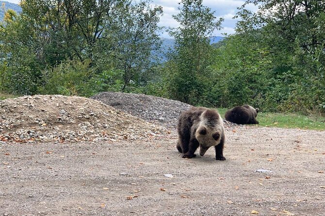 Bear Sanctuary & Rasnov Fortress - Private day tour from Bucharest - A private Transylvania day that starts with comfort
