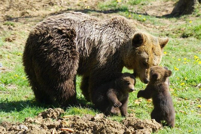 Bear Sanctuary & Rasnov Fortress - Private day tour from Bucharest - How the guide and driver shape the whole day