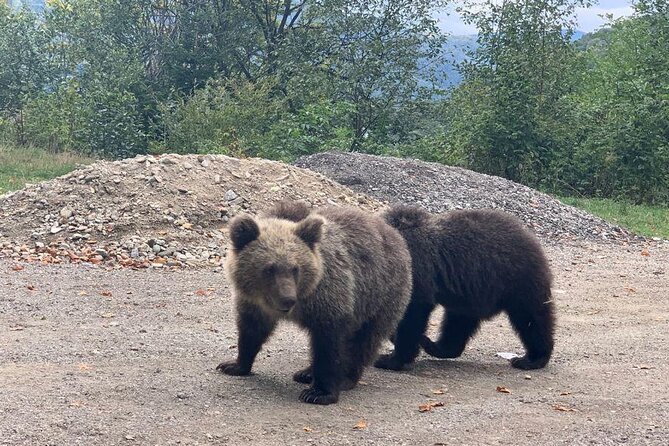 Bear Sanctuary & Rasnov Fortress - Private day tour from Bucharest - Practical tips for a smooth 10-hour mountain day
