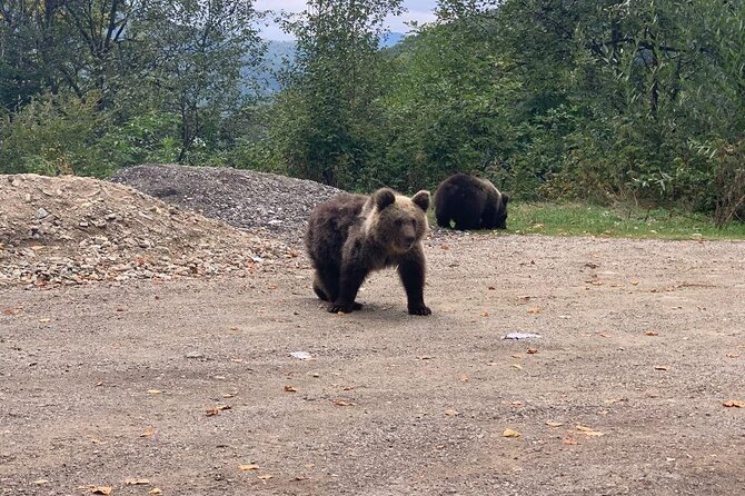 Bear Sanctuary & Rasnov Fortress - Private day tour from Bucharest - Should you book the Bear Sanctuary and Rasnov Citadel tour?