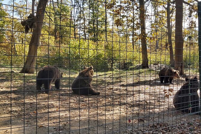 Bear Sanctuary Zarnesti,Bran Castle,Rasnov Fortres w/Hotel pickup - What to Bring, Where You’ll Walk, and How to Pace Yourself