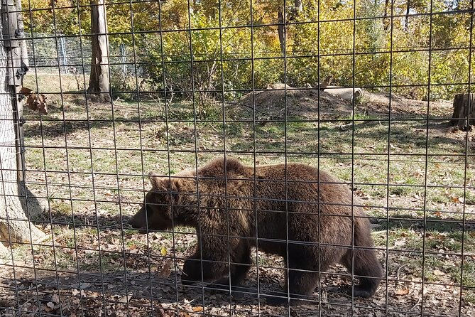 Bear Sanctuary Zarnesti,Bran Castle,Rasnov Fortres w/Hotel pickup - Price and Value When the Tour Includes Transport but Not Admissions