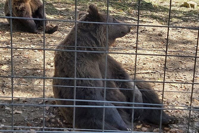 Bear Sanctuary Zarnesti,Bran Castle,Rasnov Fortres w/Hotel pickup - Who This Trip Is Best For (and Who Might Want a Different Plan)