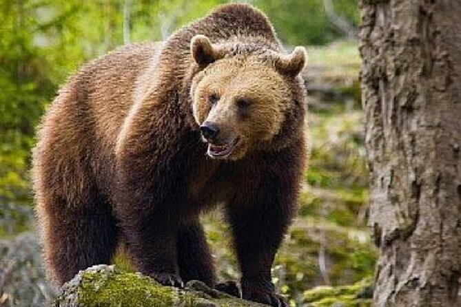 Bear Sanctuary Zarnesti,Bran Castle,Rasnov Fortres w/Hotel pickup - Mercedes V-Class Pickup and Traian Bichea’s Flexible Way of Touring