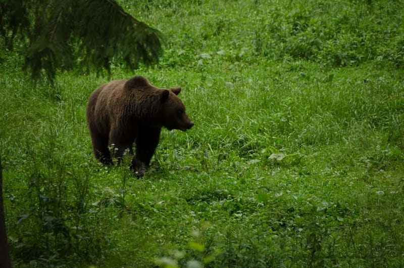 Bear watching experience in the wild - Key Points That Matter Before You Go