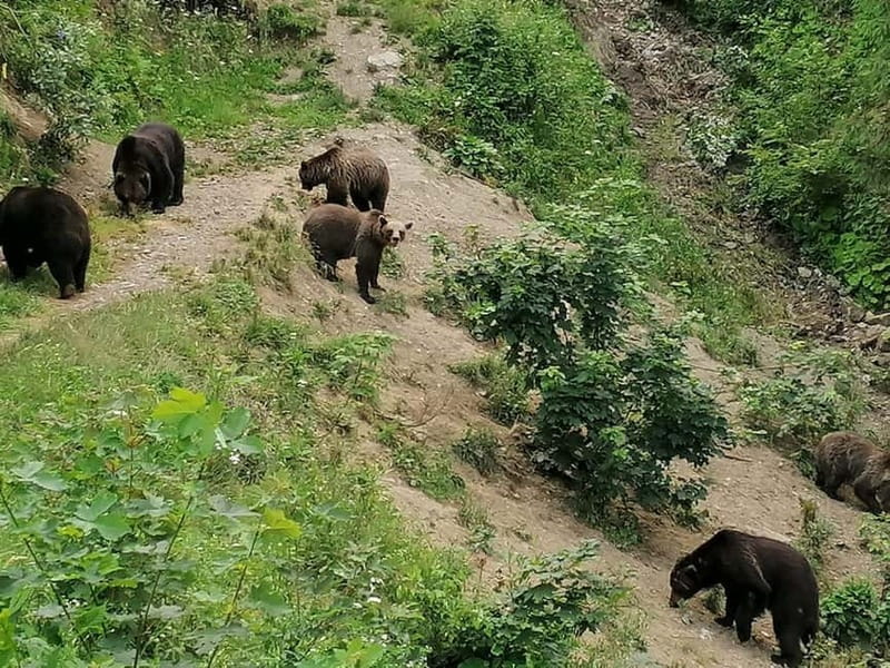 Bear watching experience in the wild - Transylvania’s brown bears, and why a hide beats a drive-by