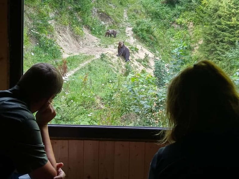 Bear watching experience in the wild - From meeting point to the hide: the quiet walk and the long wait