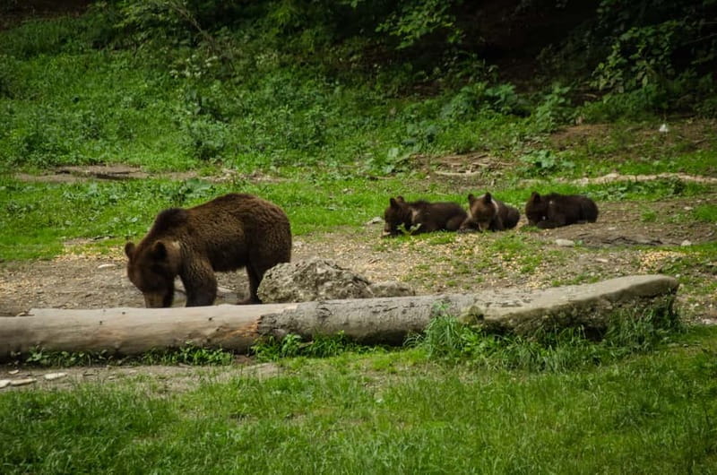 Bear watching experience in the wild - Brasov pickup and the road to the ranger meeting point