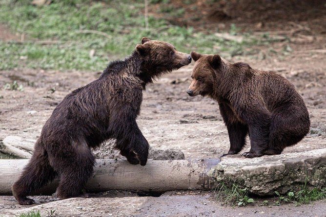 Bear watching experience near Brasov - Key things to know before you go