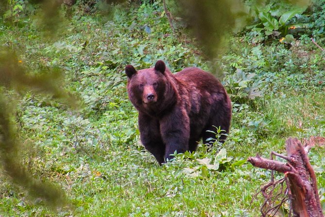 Bear watching experience near Brasov - The off-road drive, silence mindset, and what you actually do