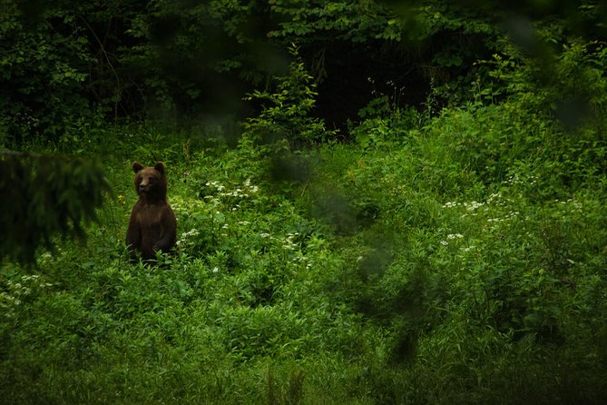 Bear watching experience near Brasov - What the guide and forest ranger add to the experience