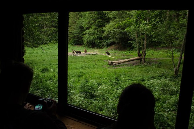 Bear watching experience near Brasov - How long it takes and where your 5 hours go