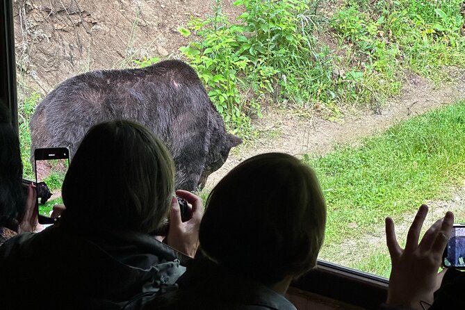 Bear Watching In Brasov: Observe Wild Bears From A Hideout (100%) - Key things to know before you go