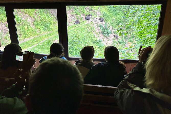Bear Watching In Brasov: Observe Wild Bears From A Hideout (100%) - Leaving Brasov at 4:00 pm: Getting Into Bear Country