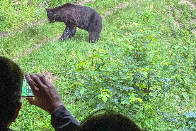 Bear Watching In Brasov: Observe Wild Bears From A Hideout (100%) - Guide Work That Matters: Safety Notes and Quick Q&A