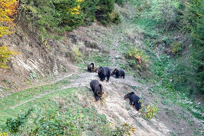 Bear Watching In Brasov: Observe Wild Bears From A Hideout (100%) - Price, Group Size, and Value for a 4-hour Adventure