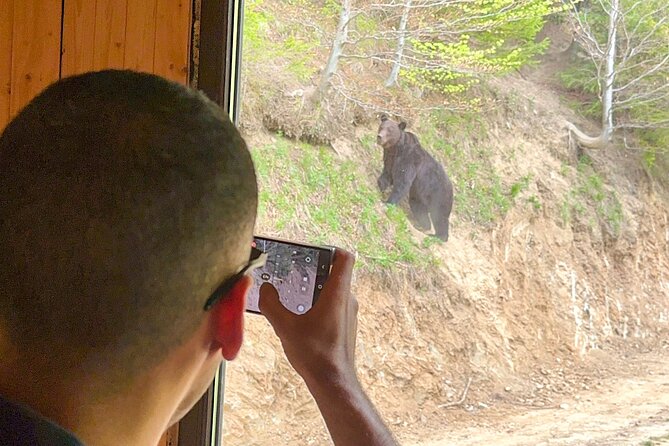 Bear Watching In Brasov: Observe Wild Bears From A Hideout (100%) - Bran Castle Add-On: How to Plan the Rest of Your Day