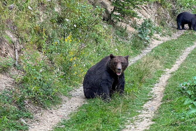 Bear Watching In Brasov: Observe Wild Bears From A Hideout (100%) - Who This Tour Fits Best in Brasov