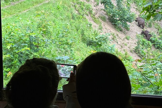 Bear Watching In Brasov: Observe Wild Bears From A Hideout (100%) - The Hideout Setup: Feeding Time, Ranger Control, Real Close Views