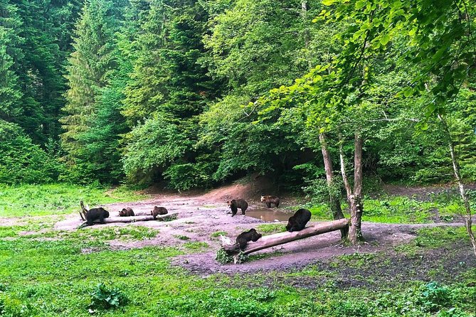 Bear Watching in The Wild from Brasov (100 %) - Bears Near Brasov: Why This Works as a True Forest Experience