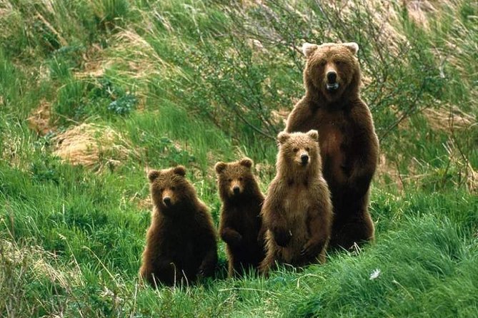 Bear Watching in The Wild from Brasov (100 %) - Your Pickup and Timing: Smooth Logistics for a Short Day