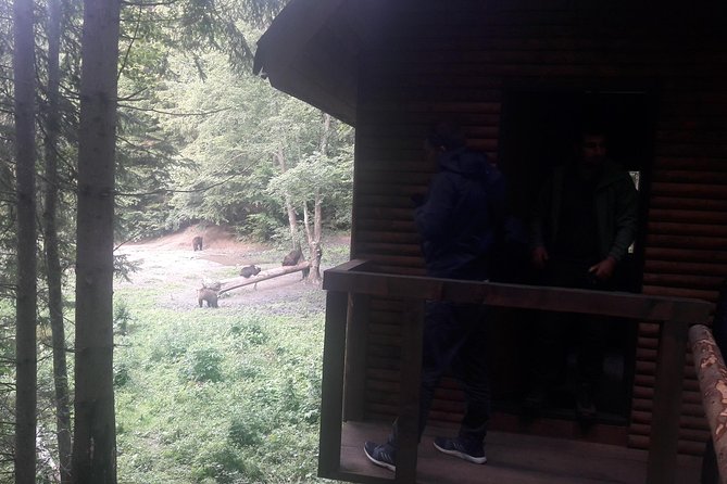Bear Watching in The Wild from Brasov (100 %) - The Watching Cabin Reality Check: Comfort Matters More Than You Think