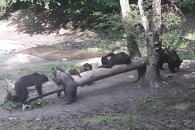 Bear Watching in The Wild from Brasov (100 %) - Price and Value from Brasov: What You Pay For, and Why It Adds Up
