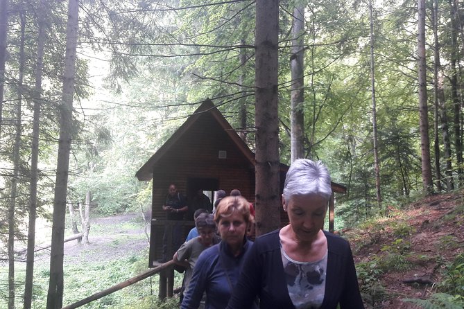 Bear Watching in The Wild from Brasov (100 %) - Which Guide Style Fits You: Professional and Practical