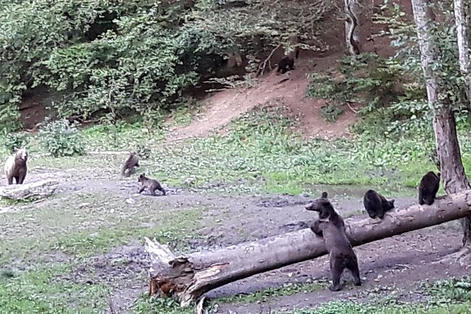 Bear Watching in The Wild from Brasov (100 %) - Who This Bear Tour Suits Best