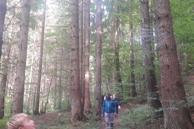 Bear Watching in The Wild from Brasov (100 %) - Safety and Ranger Guidance: The Real Value in the Observer Setup