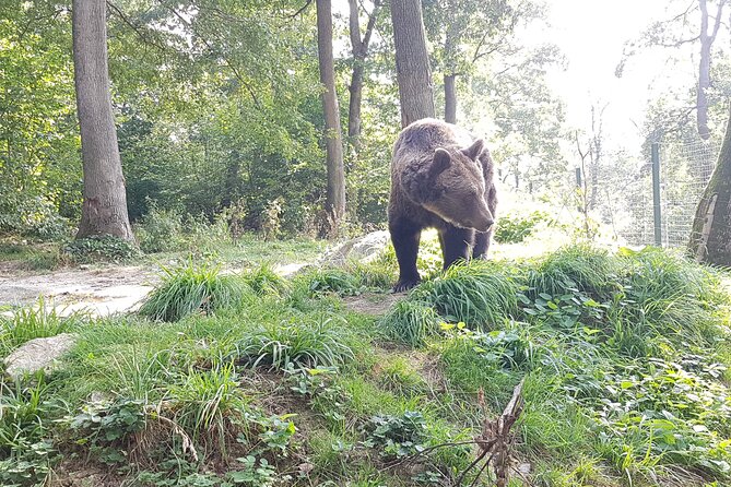 Bears Sanctuary, Dracula Castle and Brasov City - Full Day Trip from Bucharest - A long, well-paced circuit from Bucharest (10 to 12 hours)