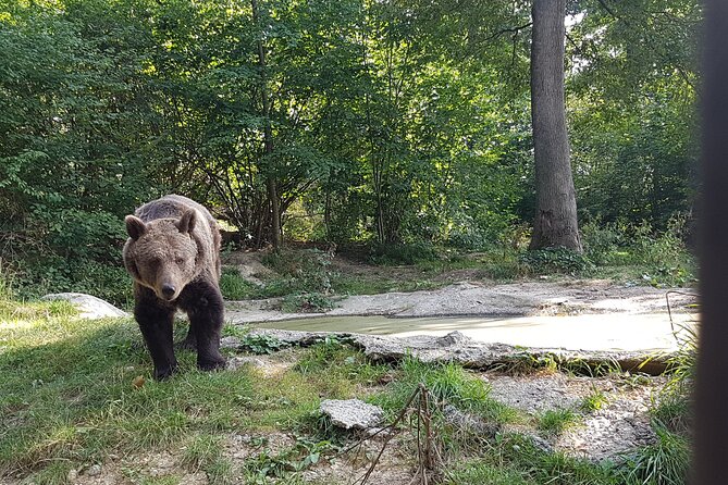 Bears Sanctuary, Dracula Castle and Brasov City - Full Day Trip from Bucharest - What the guide adds (and why it changes your experience)