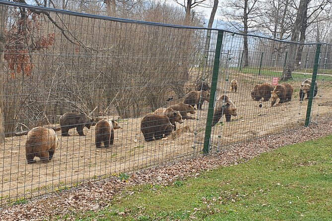 Bears Sanctuary, Dracula Castle and Brasov City - Full Day Trip from Bucharest - Bran Castle: Dracula’s name, and the history lesson you will remember