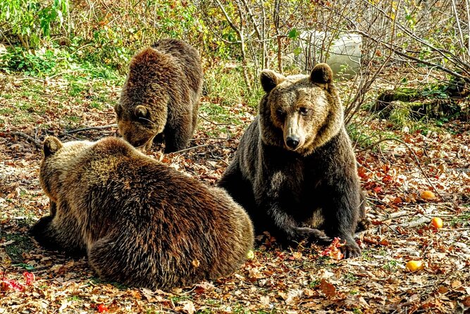 Bears Sanctuary, Dracula's Castle and Brașov City - Private Tour - A smart way to see Bran, Brasov, and bears from Bucharest