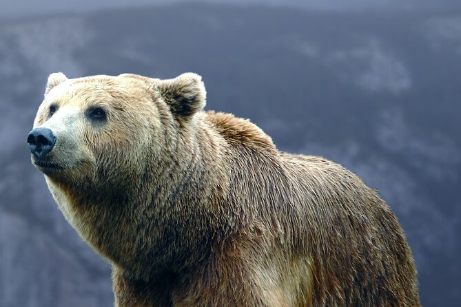 Bears Sanctuary, Dracula's Castle, Brasov Day Trip Private Tour from Bucharest - Private car from Bucharest, with real schedule control