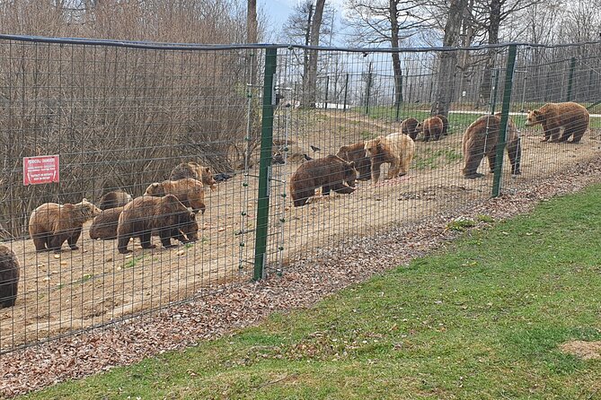 Bears Sanctuary, Dracula's Castle, Brasov Day Trip Private Tour from Bucharest - How flexible timing helps on a long day