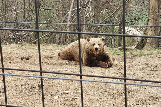 Bears Sanctuary, Dracula's Castle, Brasov Day Trip Private Tour from Bucharest - Price and value: when $307.56 per person makes sense