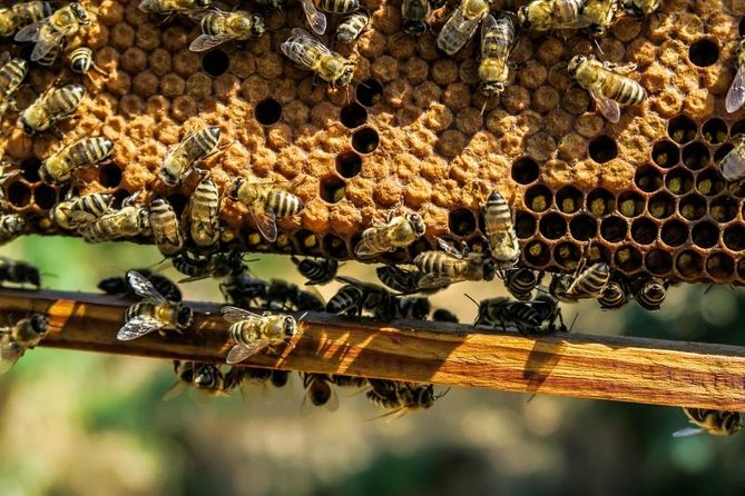 Beekeeping Day Trip| Private Guided Tour from Bucharest - How the Beekeeping Day Unfolds From Bucharest to Valcea County
