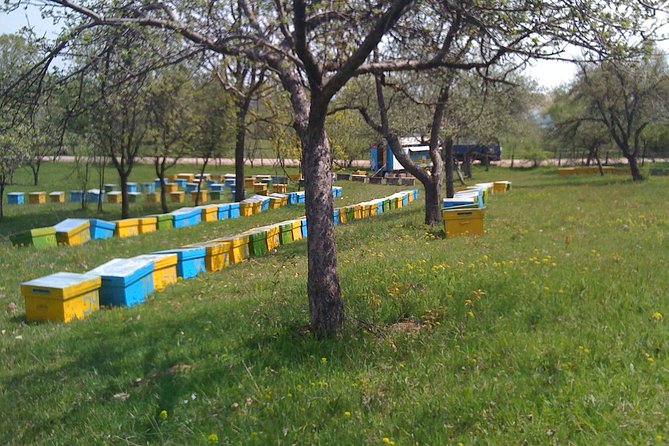 Bees Adventure in Romania - Private Day Trip from Bucharest - A private bee day outside Bucharest: what you really do